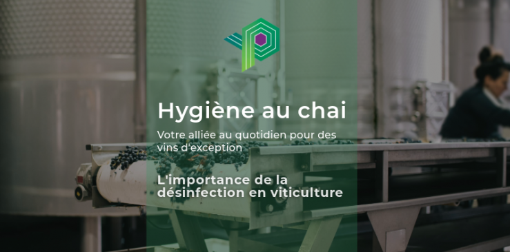 L'hygiène au chai : l'importance de la désinfection en viticulture 